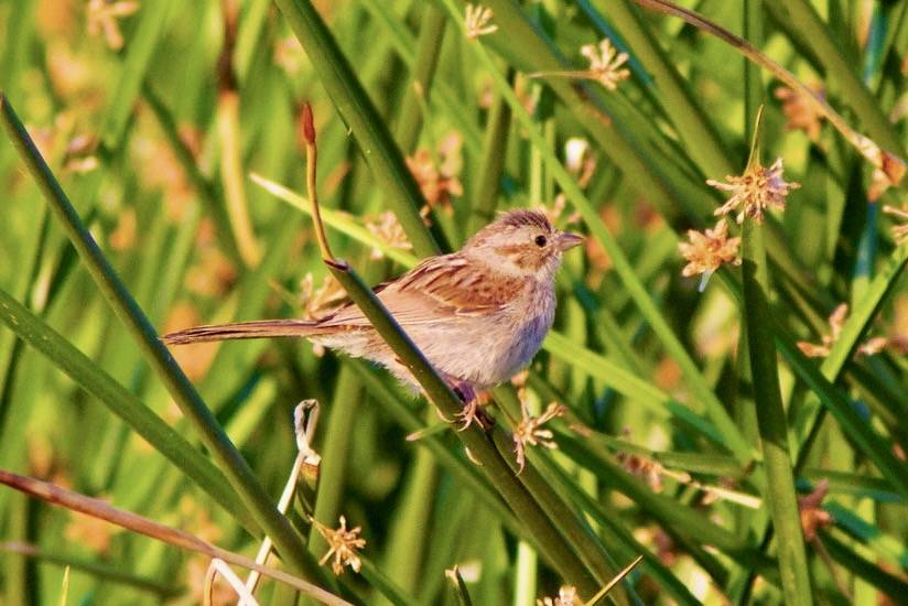 Song sparrow? by hmclin is licensed under CC BY-NC-ND 2.0.